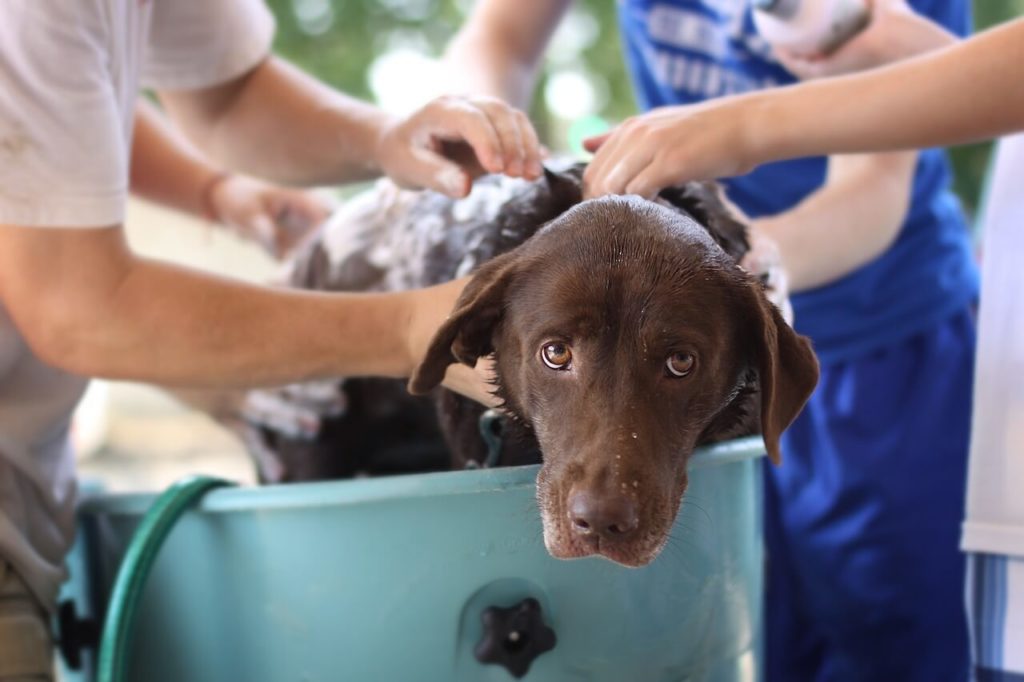 self serve dog wash