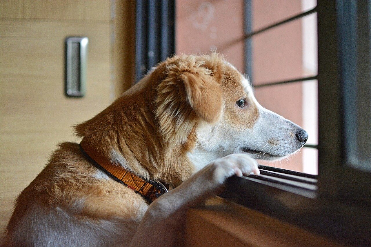 How to deal with separation anxiety in dogs? IDOGGYCARE
