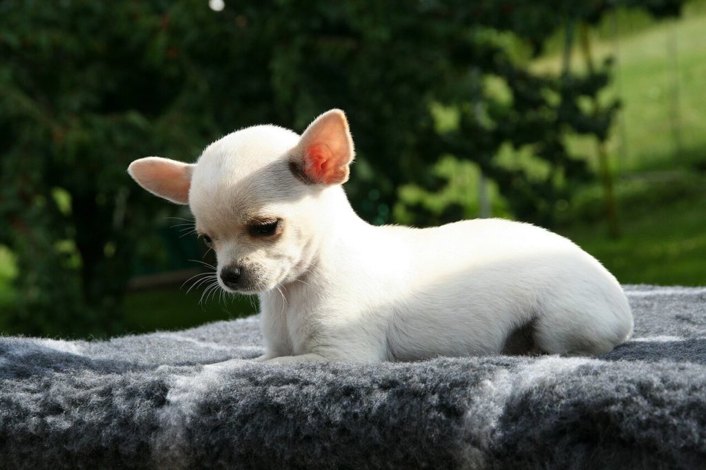 Chihuahua-1-healthiest-dog-breeds