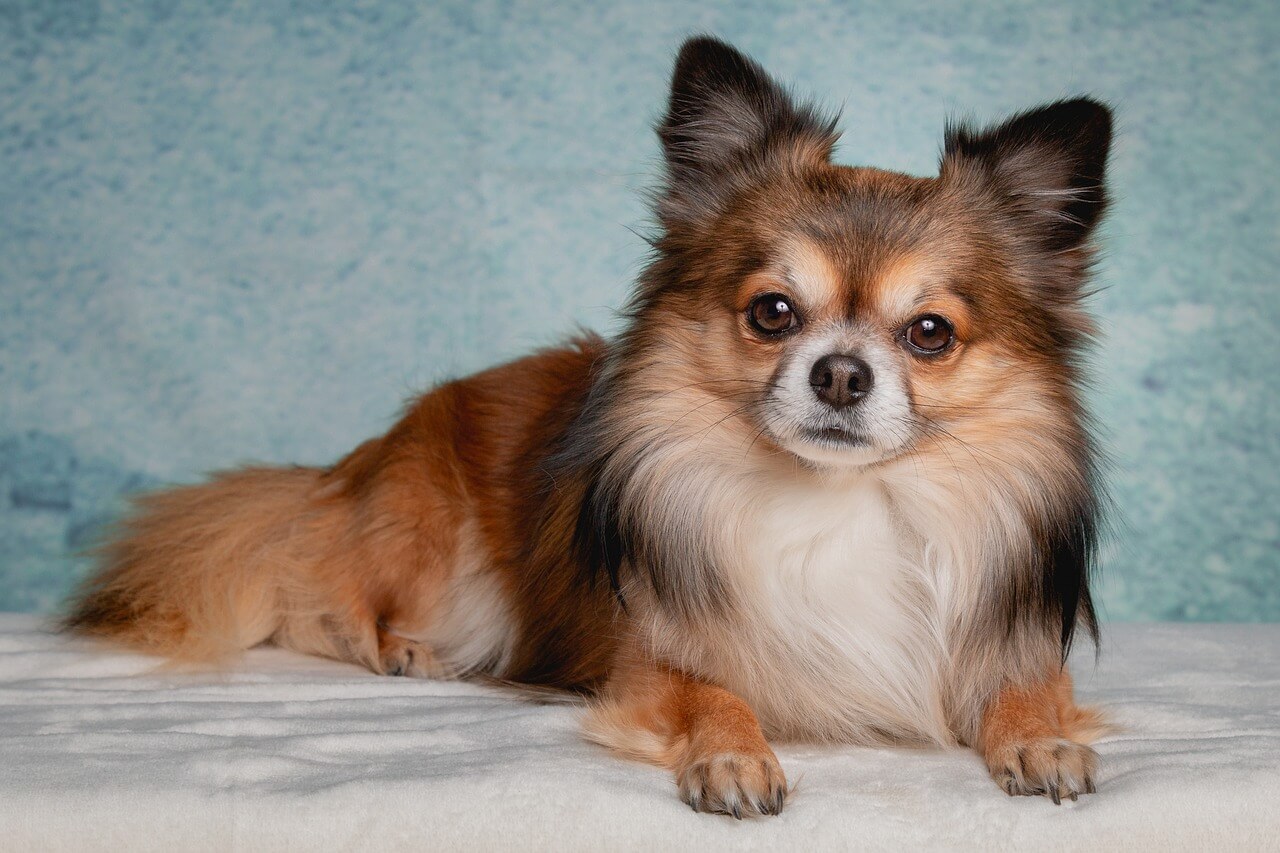 Chihuahua - healthiest dog breeds