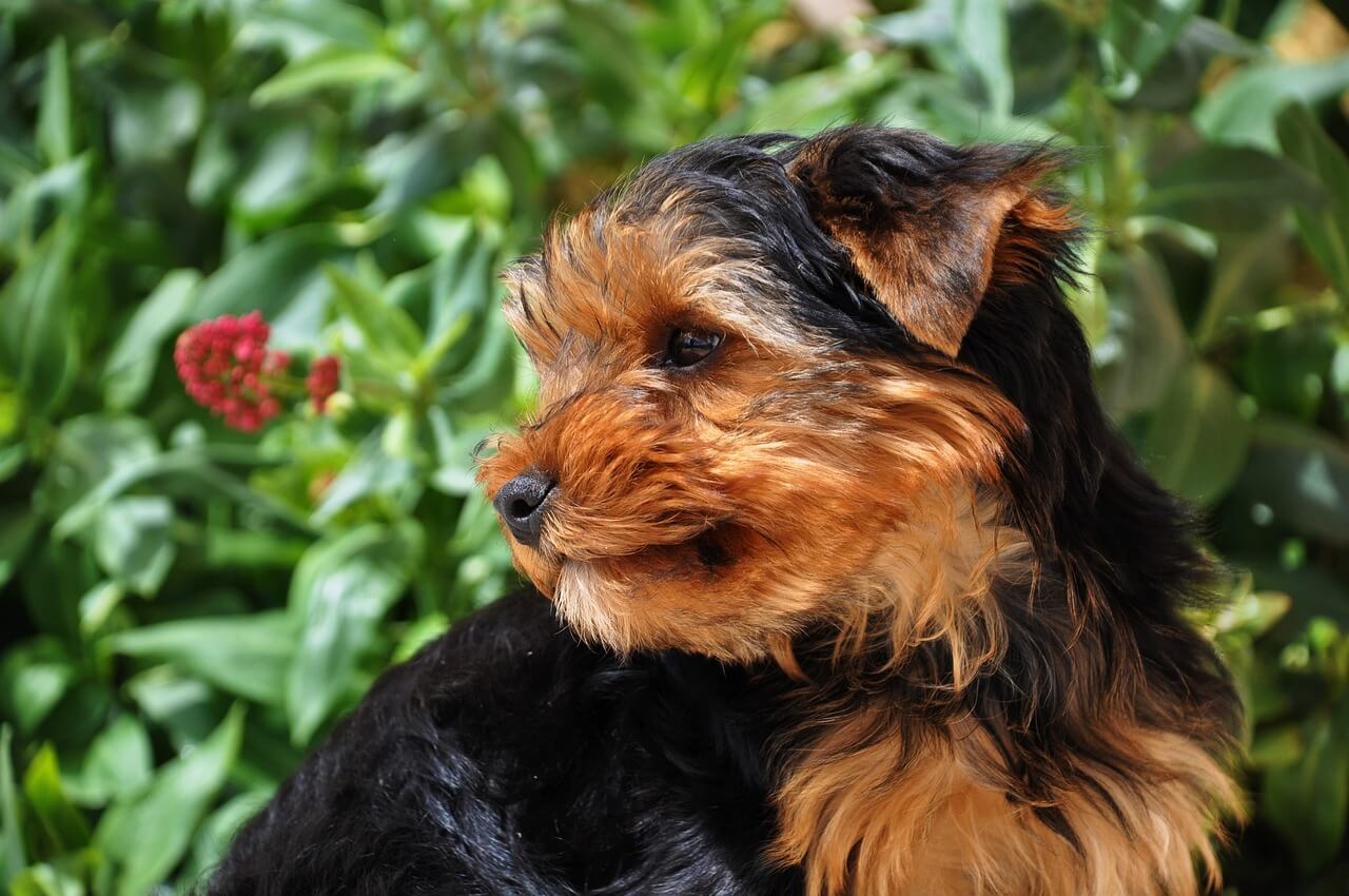 The Black Yorkie Unraveling the Mysteries of This Rare and Stunning Canine