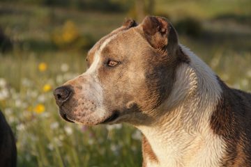 The Merle Pitbull A Comprehensive Guide to This Unique Breed