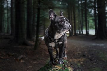 A Comprehensive Guide to the Rare Blue Brindle French Bulldog