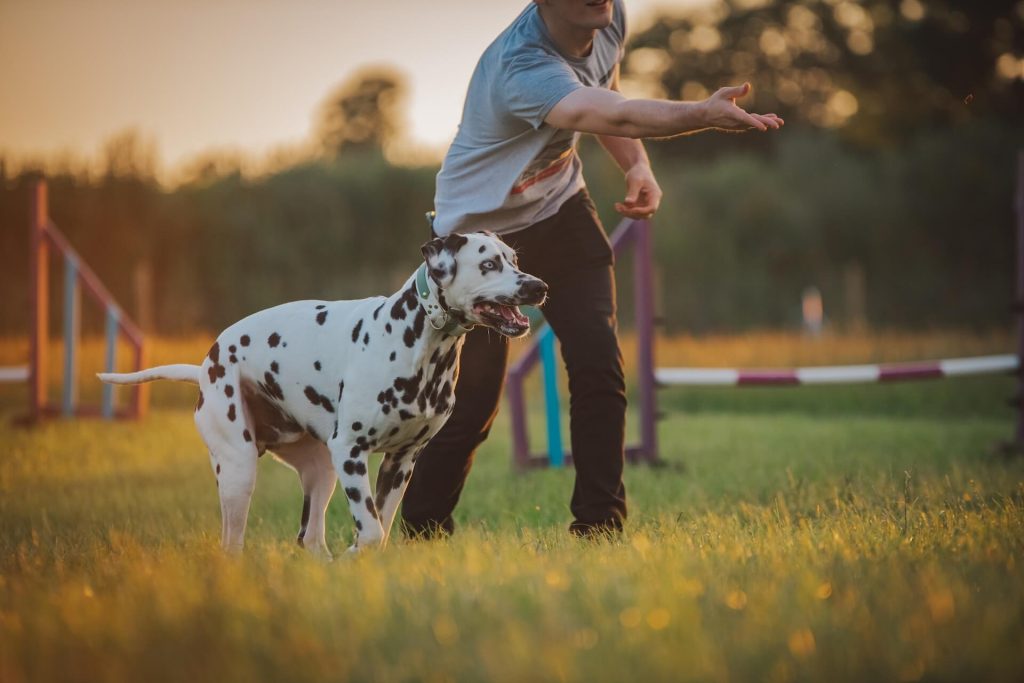 Expert Tips on Training Your Long-Haired Dalmatian